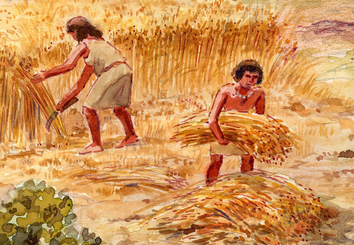  Neolithic farmers harvesting wheat in Italy.