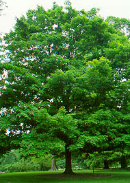 Prattmorning_7